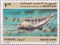 Rock-pool Blenny (Parablennius parvicornis)