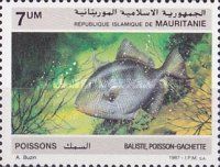 Grey Triggerfish (Balistes capriscus)
