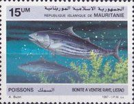 Skipjack Tuna (Katsuwonus pelamis)