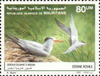 West African Crested Tern (Thalasseus albididorsalis)