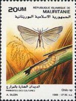 Moth (Chilo sp.)