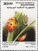Pumpkin Ladybird Beetle (Henosepilachna elaterii)