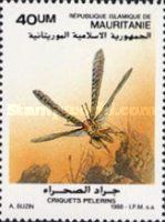 Desert Locust ( Schistocerca gregaria )