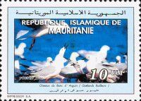 Slender-billed Gull (Chroicocephalus genei)