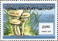 Clitocybe gibba