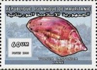Voluta lapponica