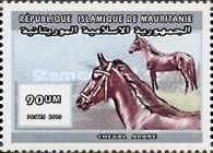 Arabian horse