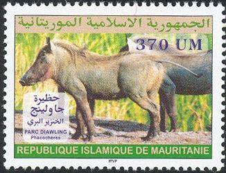 Diawling National Park, Common Warthog (Phacochoerus african