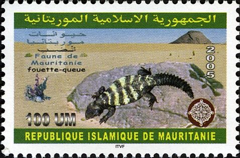 South Saharan Spiny-tailed Lizard (Uromastyx flavifasciata)