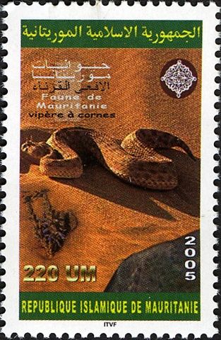 Desert Horned Viper (Cerastes cerastes)