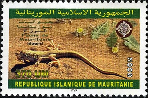 Wedge-snouted Sand Lizard (Meroles cuneirostris)
