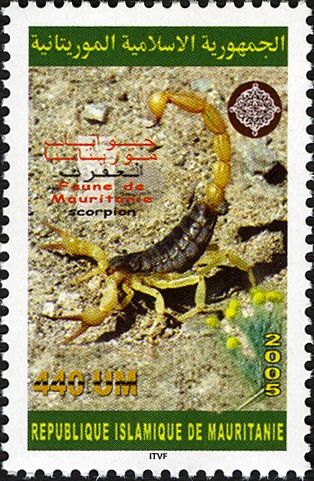 Death Stalker (Leiurus quinquestriatus)