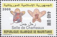 Artifacts of Mauritania: Saddles