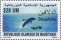 Dolphins