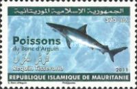 Carcharhinus brevipinna