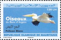 Great White Pelican - Pelecanus onocrotalus