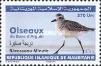 LIttle Stint (Calidris minuta)