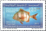 Marine Life Of Mauritania (Series I)