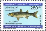 Marine Life Of Mauritania (Series II)
