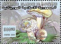 Russula virescens