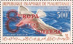 Slender-billed Gull (Larus genei) overprint Miferma