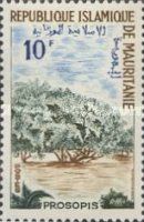 Prosopis juliflora
