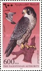 Peregrine Falcon (Falco peregrinus)