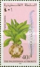 Medicinal plants - Urginea maritima