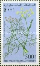 Medicinal plants - Foeniculum vulgare