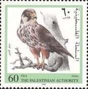 Eurasian Hobby (Falco subbuteo)