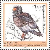 Bateleur Eagle (Terathopius ecaudatus)