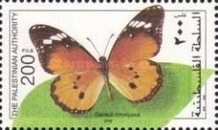 African Monarch (Danaus chrysippus)