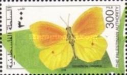 Cleopatra Butterfly (Gonepteryx cleopatra)