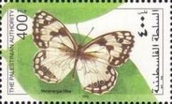 Levantine Marbled White (Melanargia titea)