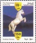 Gray Horse (Equus ferus caballus)