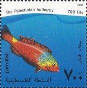Mediterranean Parrotfish (Sparisoma cretense)