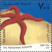 Mediterranean Red Sea Star (Echinaster sepositus)