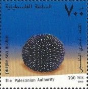Purple Sea Urchin (Sphaerechinus granularis)