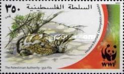Houbara Bustard (Chlamydotis undulata)