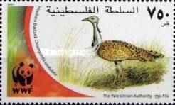 Houbara Bustard (Chlamydotis undulata)