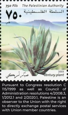 Century plant