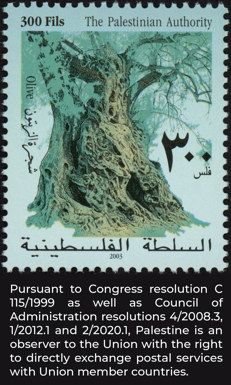 Olive tree