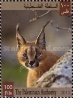 Caracal (Caracal caracal)