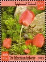 Poppies