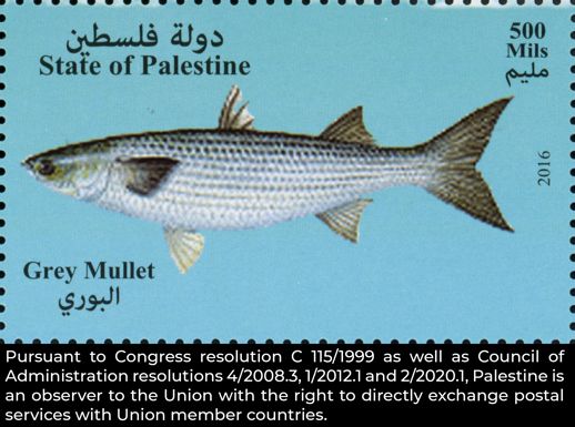 Thicklip Grey Mullet (Chelon labrosus)