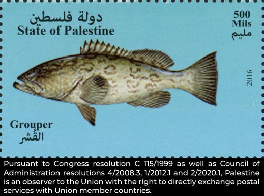 Dusky Grouper (Epinephelus marginatus)