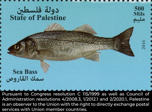 European Seabass (Dicentrarchus labrax)