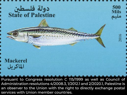 Atlantic Mackerel (Scomber scombrus)