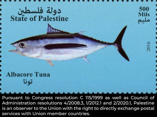 Albacore Tuna (Thunnus alalunga)