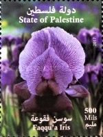 Faqqu`a Iris, Palestine National Flower